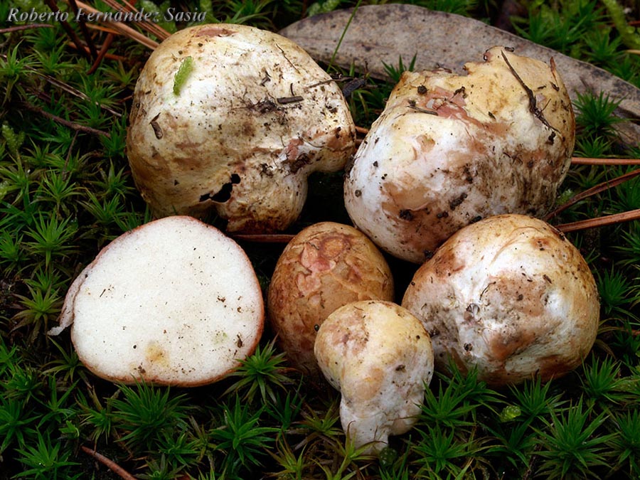 Rhizopogon roseolus