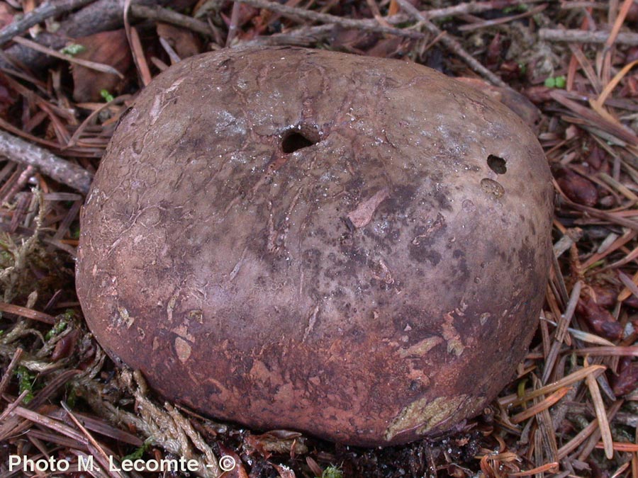 Rhizopogon villosulus