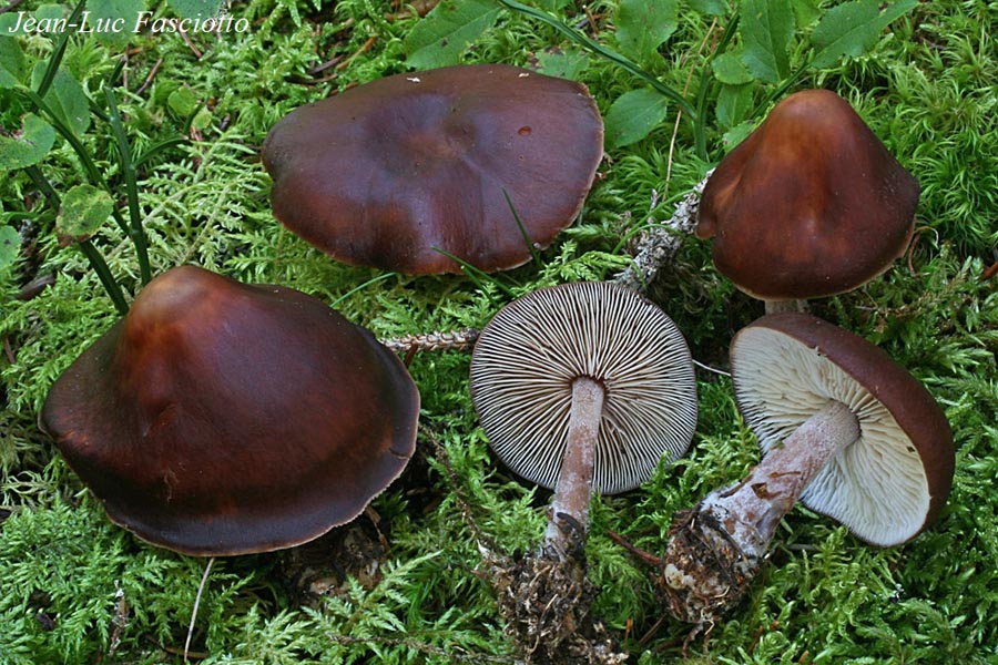 Rhodocollybia rufovinosa