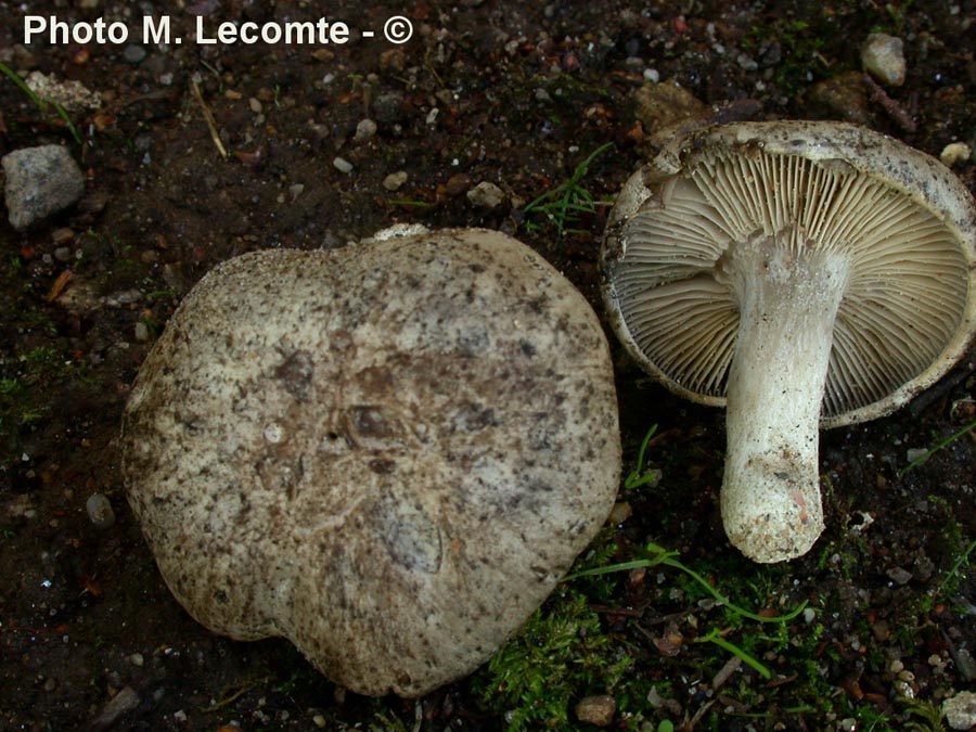 Rhodocybe malenconii