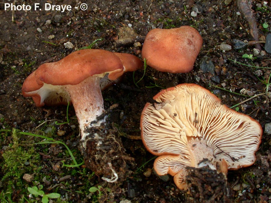 Rhodocybe mauritanica