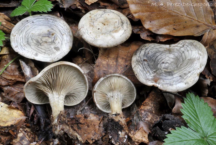 Rhodocybe mundula