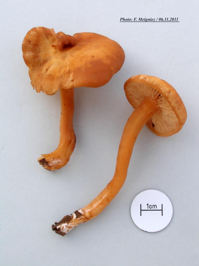 Rhodocybe nitellina