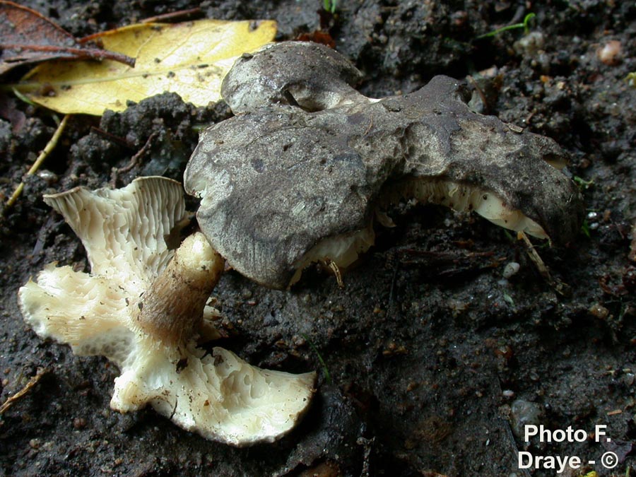 Rhodocybe obscura