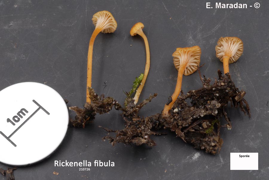 Rickenella fibula