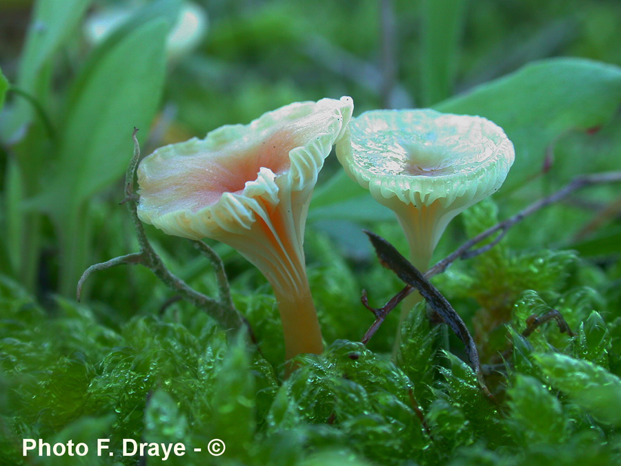 Rickenella fibula