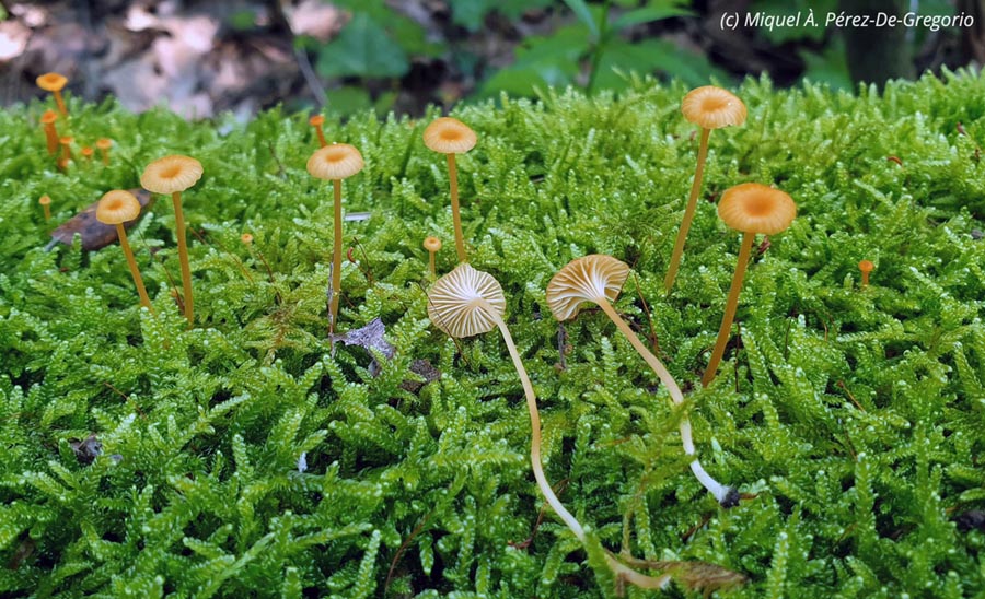 Rickenella fibula