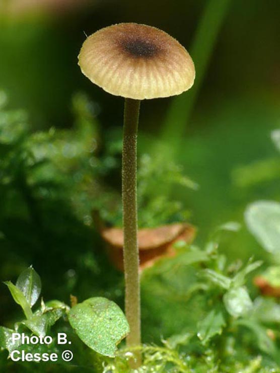 Rickenella swartzii