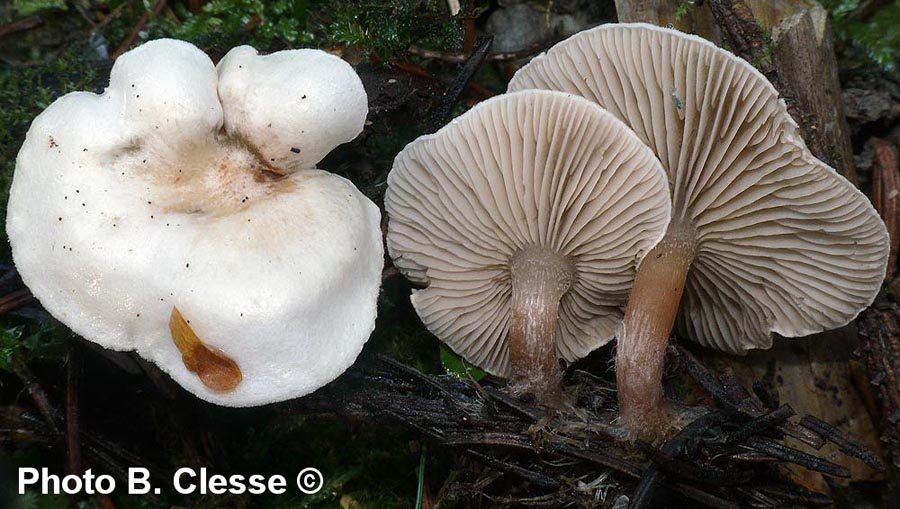 Ripartites tricholoma