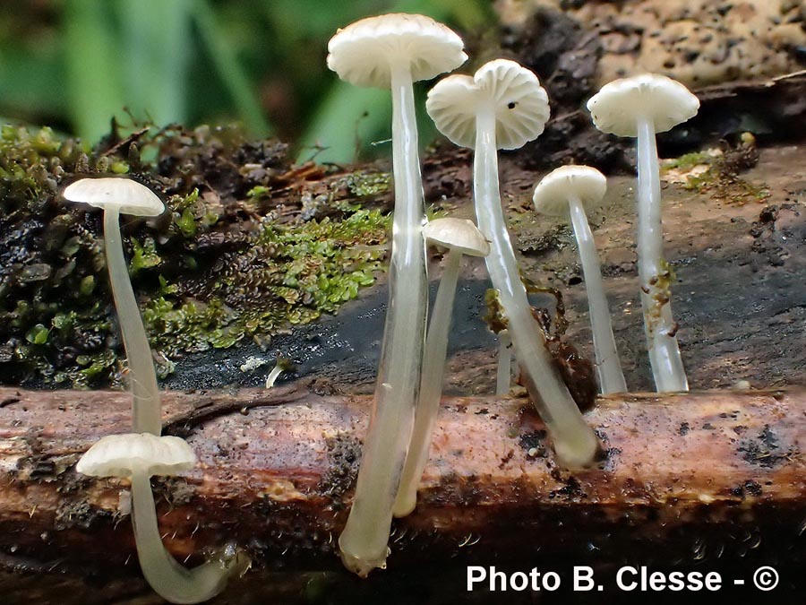 Mycena rorida (Roridomyces roridus)