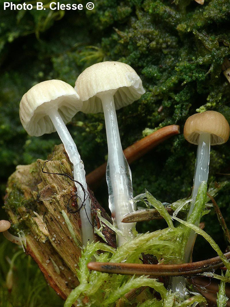 Mycena rorida (Roridomyces roridus)