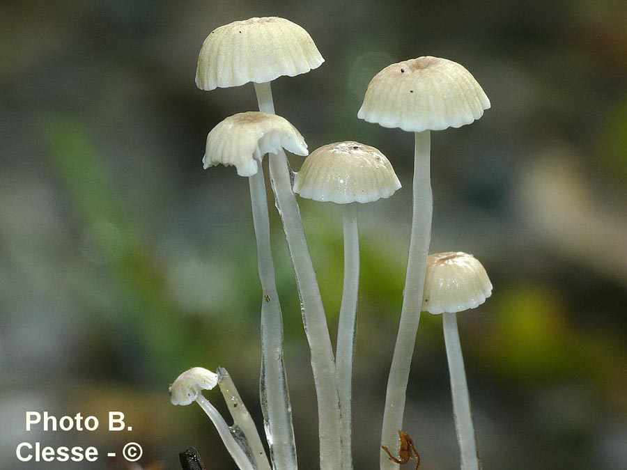 Mycena rorida (Roridomyces roridus)