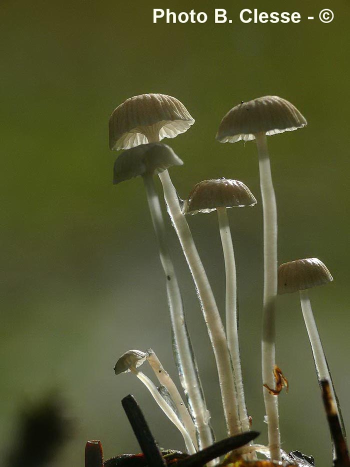 Mycena rorida (Roridomyces roridus)