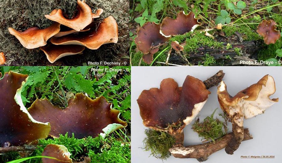 Polyporus badius (Picipes badius, Polyporus picipes, Royoporus badius)