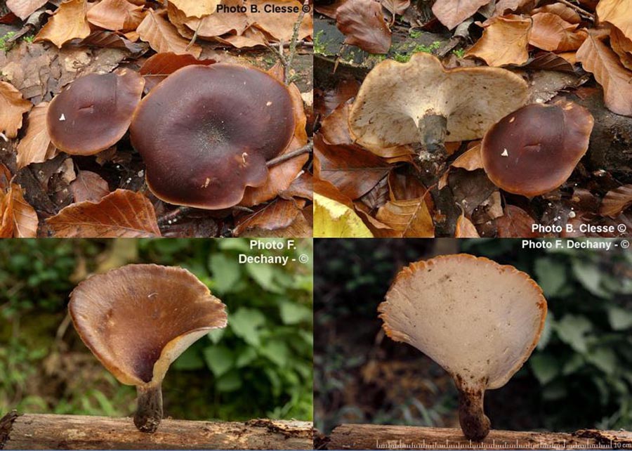 Polyporus badius (Picipes badius, Polyporus picipes, Royoporus badius)