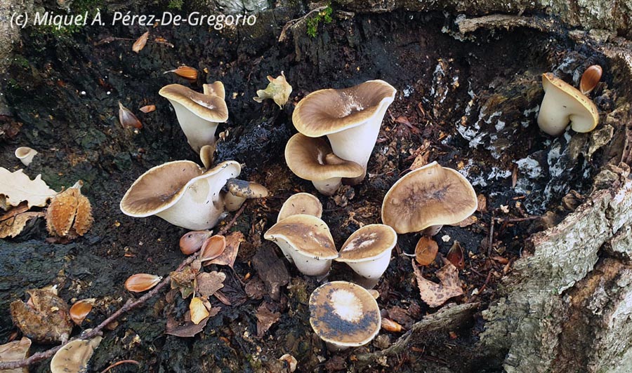 Polyporus badius (Picipes badius, Polyporus picipes, Royoporus badius)