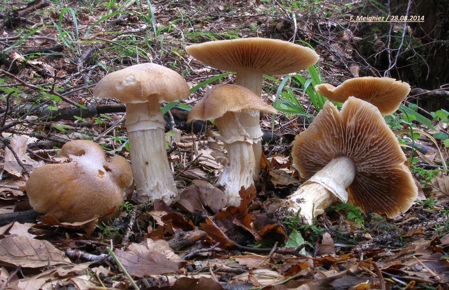 Rozites caperatus (Cortinarius caperatus)