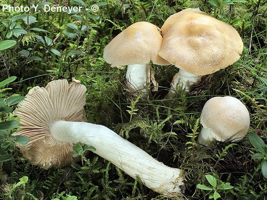 Rozites caperatus (Cortinarius caperatus)