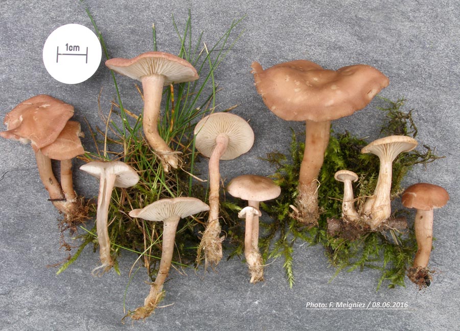 Rugosomyces carneus (Calocybe carnea)