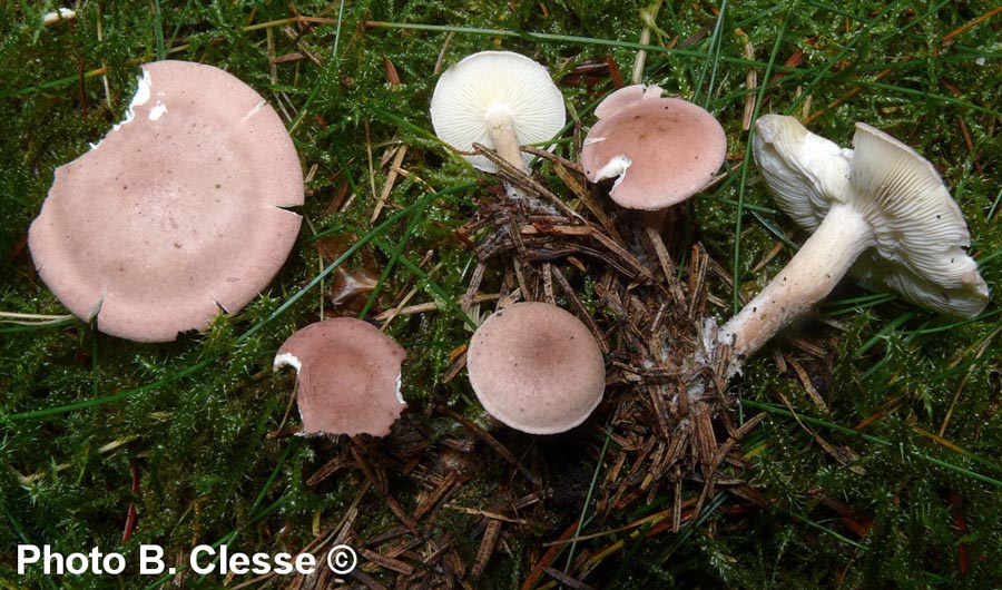 Rugosomyces carneus (Calocybe carnea)