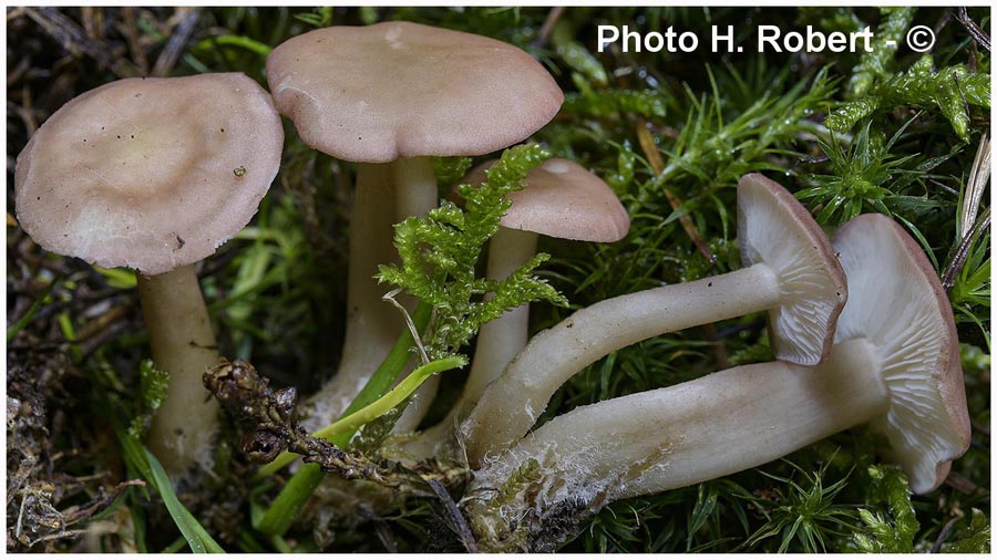 Rugosomyces carneus (Calocybe carnea)