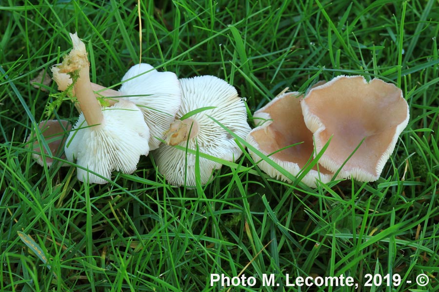 Rugosomyces carneus (Calocybe carnea)