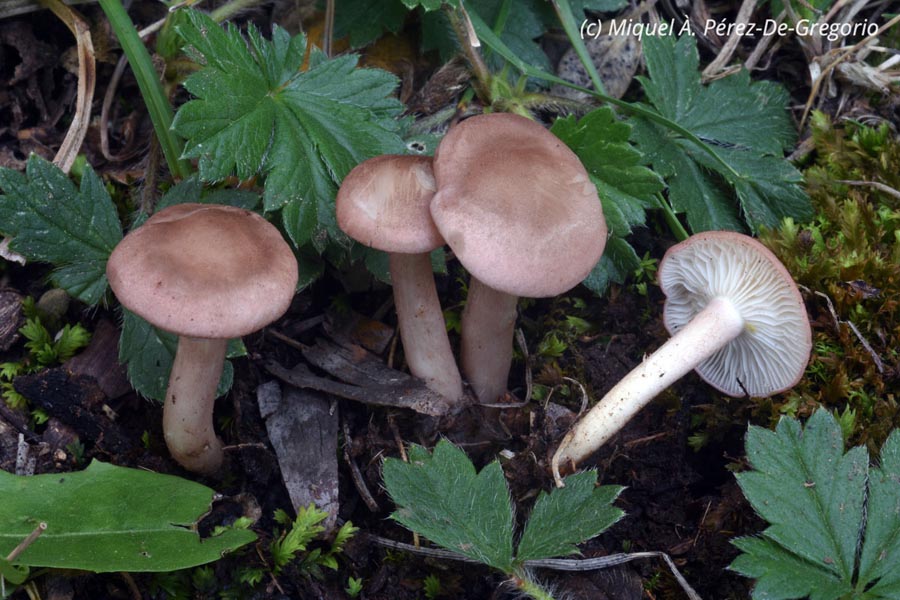 Rugosomyces carneus (Calocybe carnea)