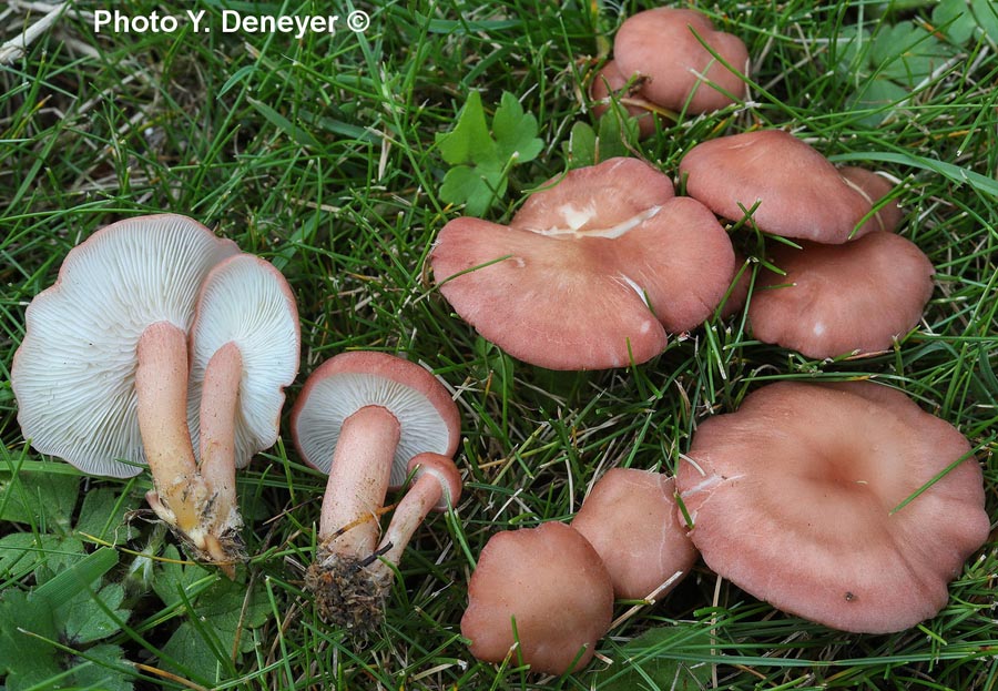 Rugosomyces carneus (Calocybe carnea)