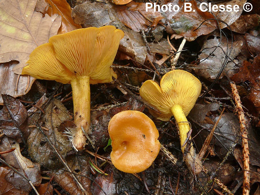 Rugosomyces chrysenteron (Calocybe chrysenteron)