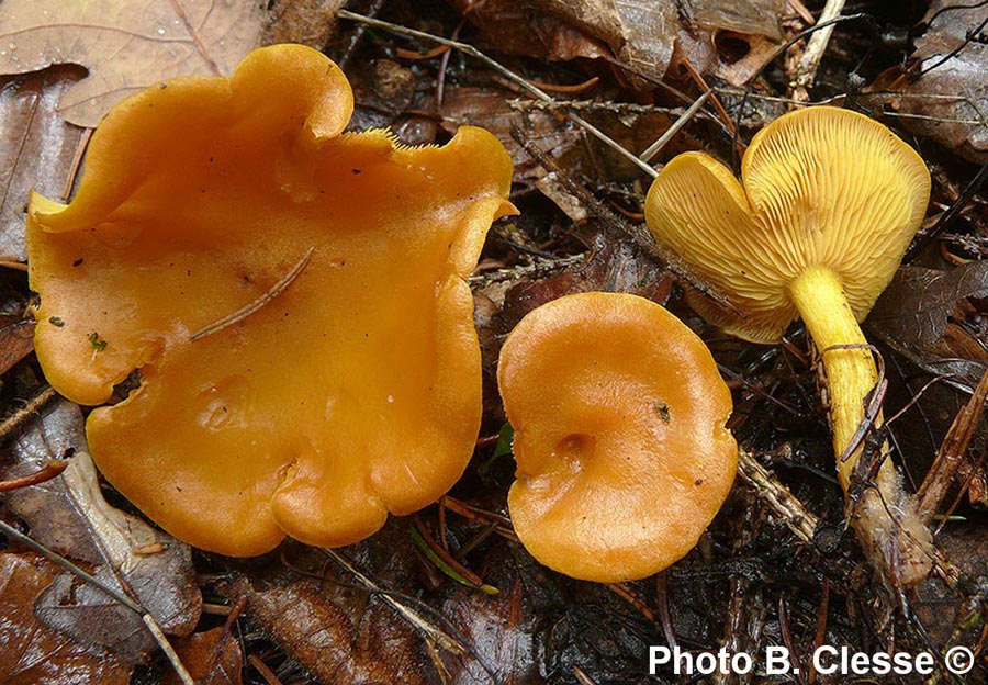 Rugosomyces chrysenteron (Calocybe chrysenteron)