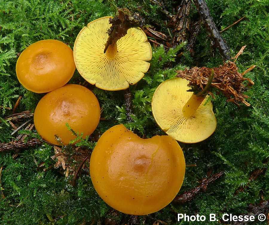 Rugosomyces chrysenteron (Calocybe chrysenteron)