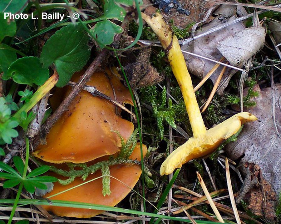 Rugosomyces chrysenteron (Calocybe chrysenteron)