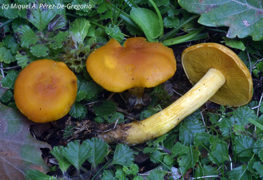 Rugosomyces chrysenteron (Calocybe chrysenteron)