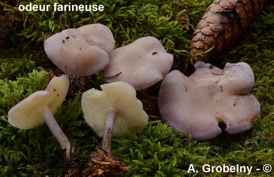 Rugosomyces ionides