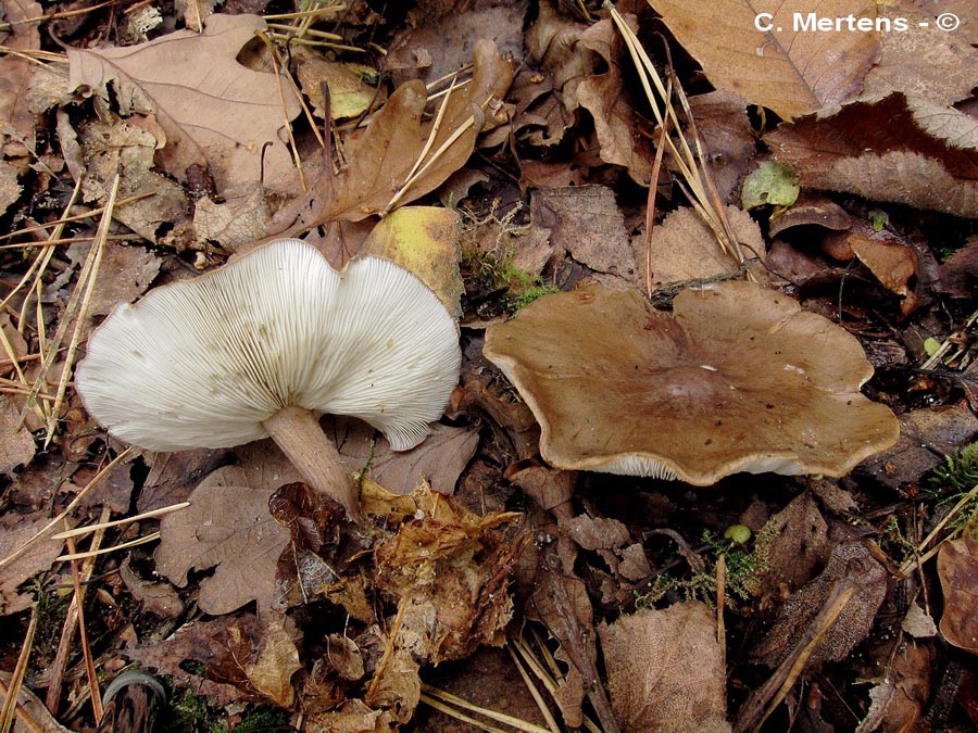 Rugosomyces obscurissimus