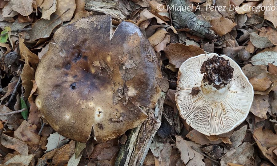 Russula acrifolia