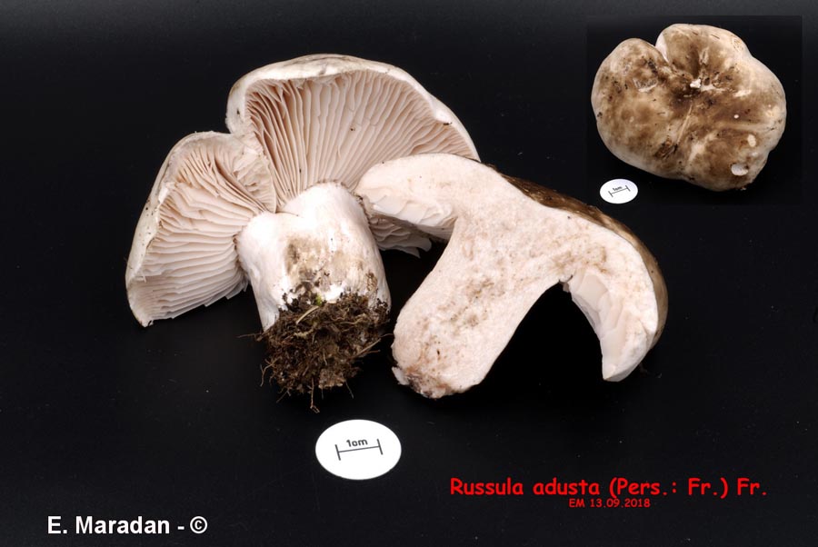 Russula adusta