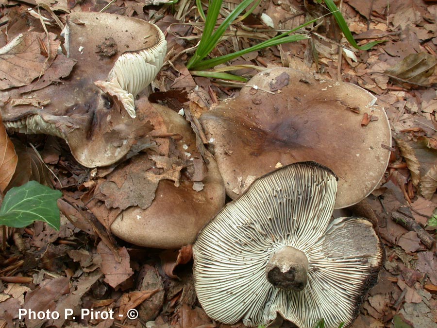 Russula adusta