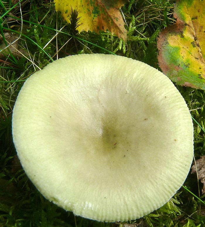 Russula aeruginea