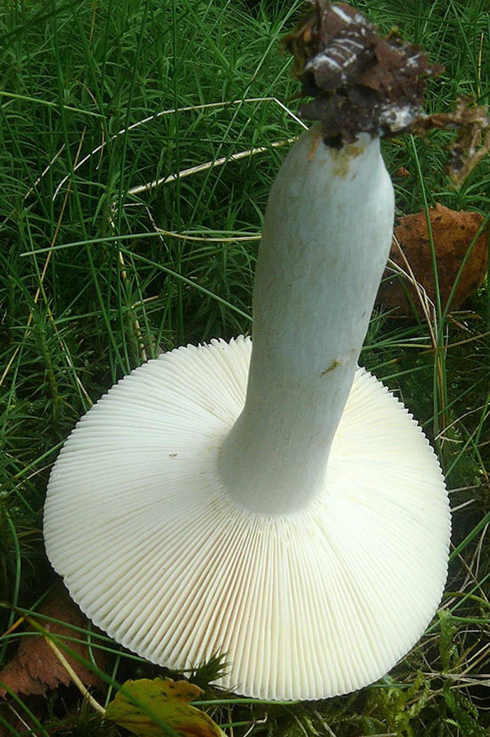 Russula aeruginea