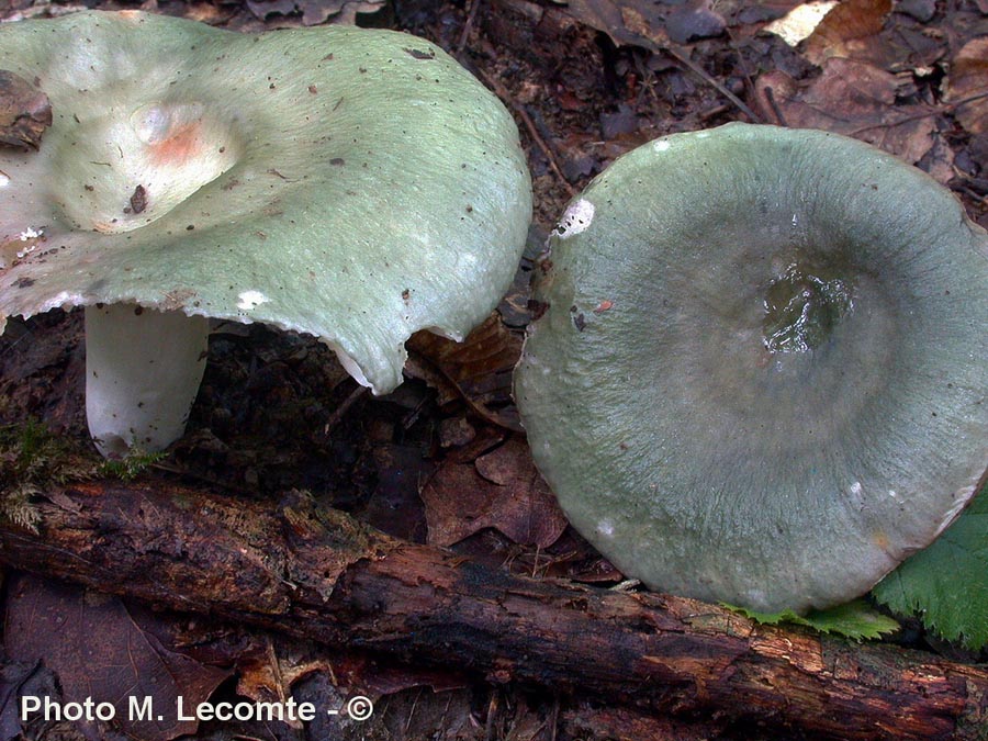 Russula aeruginea