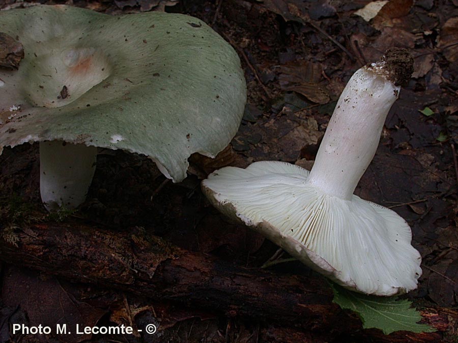 Russula aeruginea