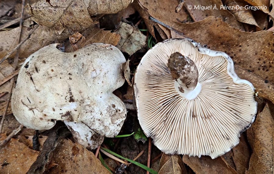 Russula albonigra