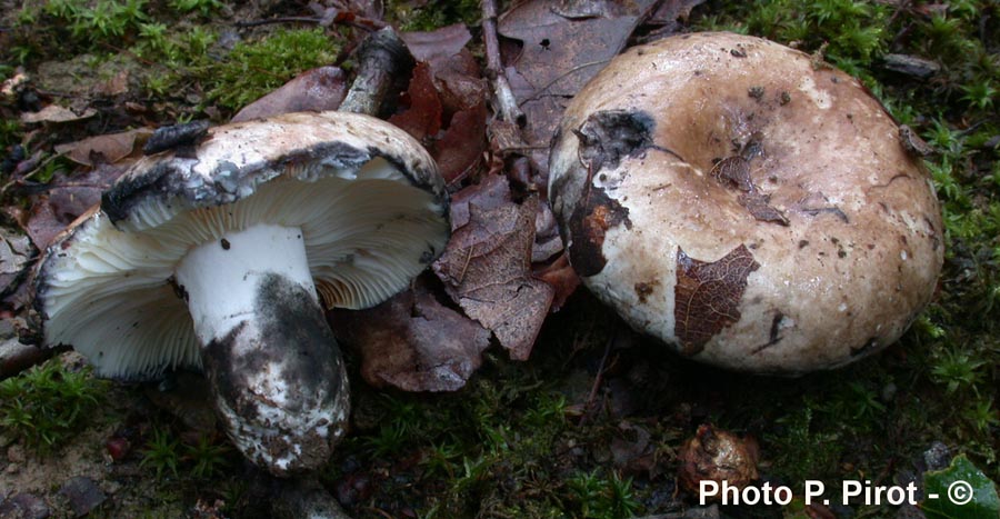 Russula albonigra