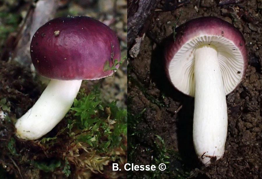 Russula alnetorum