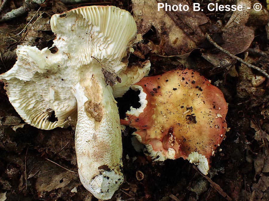 Russula alutacea