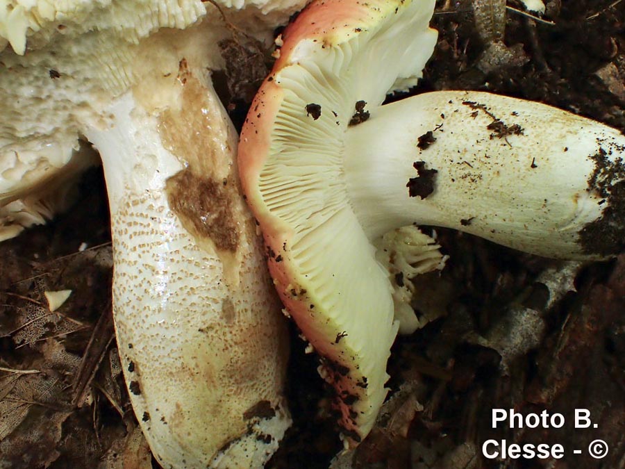 Russula alutacea