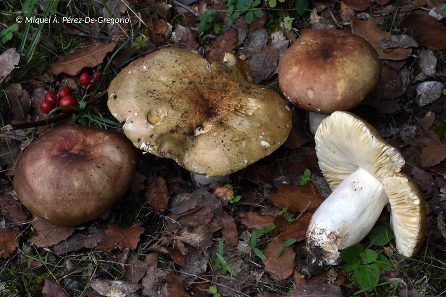 Russula alutacea