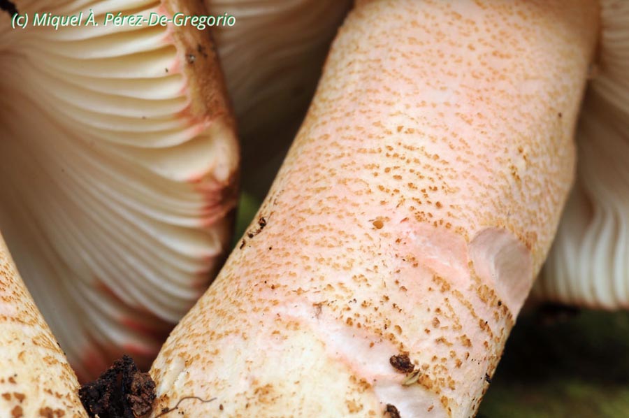 Russula alutacea