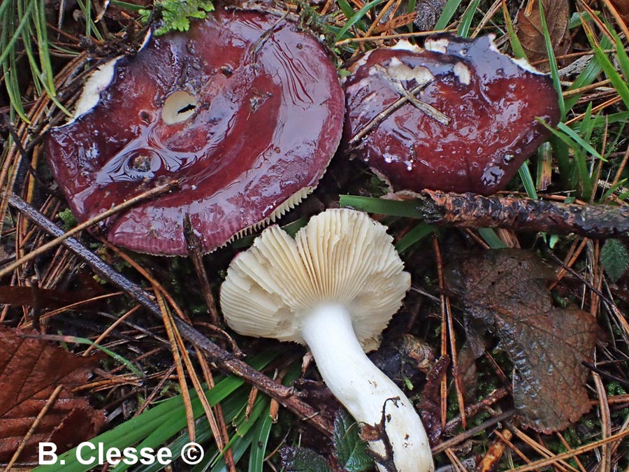 Russula amara